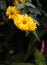 Yellow blooming false sunflower / heliopsis sunflower on natural blurred background