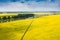 Yellow blooming field in the countryside.