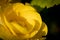 Yellow blooming flower. Spherical yellow flower. Closeup of a yellow garden flower