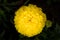 Yellow blooming flower. Spherical yellow flower. Closeup of a yellow garden flower