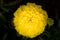 Yellow blooming flower. Spherical yellow flower. Closeup of a yellow garden flower