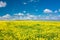 Yellow blooming flowering field and blue sky with white clouds. Landscape with yellow flowers of rapeseed.