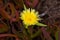 Yellow, blooming flowers Carpobrotus edulis Carpobrotus acinaciformis in red brown succulent foliage grows on coastal dunes