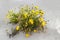 Yellow blooming flowers of salsify Tragopogon heterospermus
