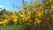 Yellow blooming Forsythia flowers in spring close up. Golden Bell, Border Forsythia Forsythia x intermedia, europaea beautiful shr