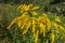 Yellow-blooming goldenrod, also known as mimosa