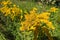 Yellow-blooming goldenrod, also known as mimosa