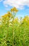 Yellow blooming Goldenrod plants from close against a blue sky