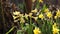 Yellow blooming hyacinths and daffodils. Low angle. Beautiful spring background with copy space