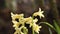 Yellow blooming hyacinths with water drops. Low angle. Beautiful spring background