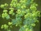 Yellow Blooming Ladies Mantle Flowers in a Garden