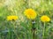 Yellow blooming medicinal dandelions IN GREEN GRASS, side view, open space, Sunny summer day