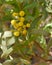 Yellow blooming mimosa flowers