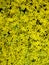 Yellow blooming moss