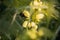 Yellow blooming nettle and bumblebee. Close-up of green leaves