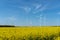 Yellow blooming oilseed and some wind energy plants