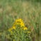 Yellow blooming Perforate St John`s-wort between reed plants from close