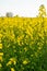 yellow blooming rapeseed field