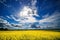 Yellow blooming rapeseed field. Canola is an agricultural plant for the production of oil and fuel. Summer landscape