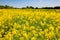 Yellow blooming rapeseed field Kent Southern England UK