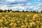 Yellow blooming rapseed field on a sunny spring day with beautiful clouds