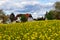 Yellow blooming rapseed field on a sunny spring day with beautiful clouds