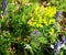 Yellow-blooming spurge plant and blue flowers around it