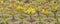 Yellow blooming stonecrop. Latin name Sedum Acre