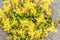 Yellow blooming stonecrop. Latin name Sedum Acre