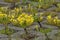 Yellow blooming stonecrop. Latin name Sedum Acre