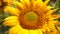 Yellow blooming sunflower close-up. A sunflower sways in the wind. Beautiful fields with sunflowers in the summer. A