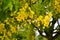 Yellow blooming tree flowers. Royal Botanic Gardens, Kandy. Sri Lanka.