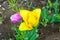 Yellow blooming tulip close up with drops on a petals after rain in spring