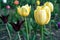 yellow blooming tulip flower in spring garden