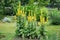 Yellow blooming verbascum herbs in organic garden