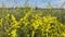 Yellow blooming wildflowers on a summer day