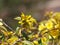 Yellow Blooms of a Southern Forsythia Plant