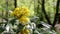 Yellow Blossom on a bush / shrub swinging in the wind. The Mahonia aquifolium, the Oregon grape, on a sunny spring day in a Berlin