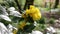 Yellow Blossom on a bush / shrub swinging in the wind. The Mahonia aquifolium, the Oregon grape, on a sunny spring day in a park i