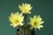 Yellow blossom of a cactus (Echinopsis)