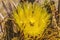 Yellow Blossom Close Compass Barrel Cactus Blooming Macro