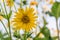 Yellow blossom of cup-plant silphium perfoliatum