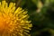 yellow blossom dandelion detail view left