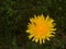 Yellow blossom of a dandelion flower