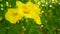 Yellow blossom flower on green background