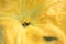 Yellow blossom insect honey bee pollinator