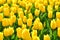 Yellow blossom tulips closeup background wallpaper