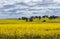 Yellow blossoming canola rapeseed crops with trees in background against cloudy sky