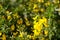 Yellow blossoming flowers of Coronilla Coronata L