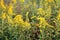 Yellow blossoming Goldenrod plants in the wild nature from close